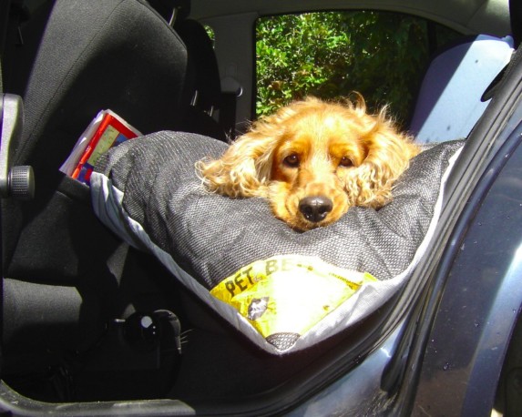 PETZBED car