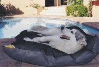 PETZBED Remus pool