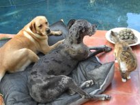 PETZBED at the pool